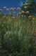 Wandern Piemonte - Centranthus angustifolius